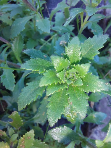 Glumicalyx flanaganii, photograph 5