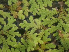 Azolla