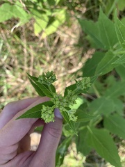 Verbesina occidentalis