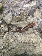 Desmognathus ochrophaeus