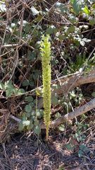 Platanthera elongata