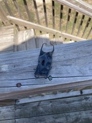 Rostroraja eglanteria