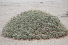 Echinocereus enneacanthus enneacanthus