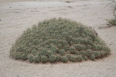 Echinocereus enneacanthus enneacanthus