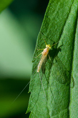 Stenacron interpunctatum