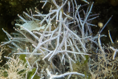 Amphiroa rigida