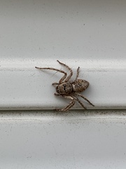 Hamataliwa grisea