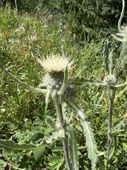 Cirsium hookerianum