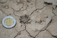 Ariocarpus kotschoubeyanus