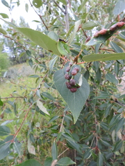 Thecabius populimonilis