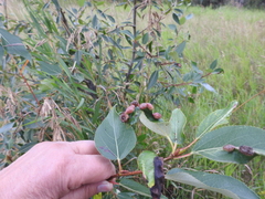 Thecabius populimonilis