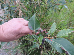 Thecabius populimonilis