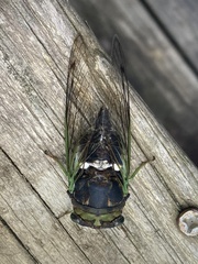Neotibicen tibicen australis