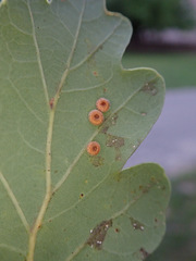 Neuroterus numismalis