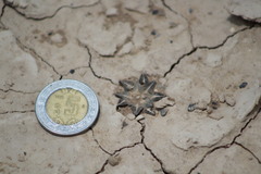 Ariocarpus kotschoubeyanus