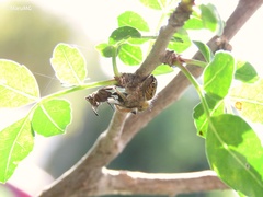 Phidippus arizonensis