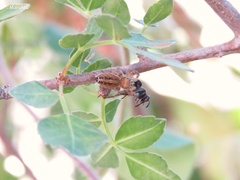Phidippus arizonensis