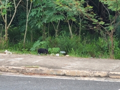 Sus scrofa domesticus