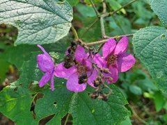 Rubus odoratus