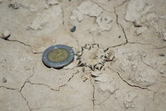 Ariocarpus kotschoubeyanus