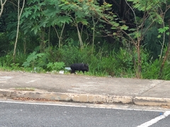 Sus scrofa domesticus