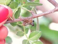 Phidippus arizonensis
