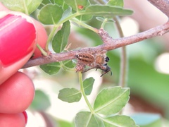 Phidippus arizonensis
