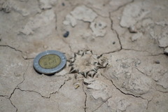 Ariocarpus kotschoubeyanus