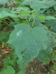 Rubus odoratus