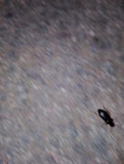 Harpalus rufipes