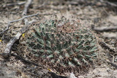 Mammillaria heyderi