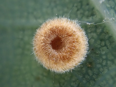 Neuroterus numismalis