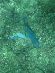 Acanthurus coeruleus
