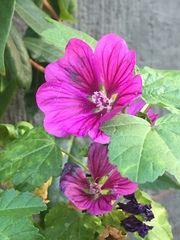 Malva sylvestris mauritiana