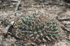 Mammillaria heyderi