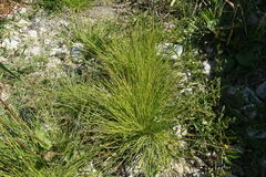 Cyperus pannonicus