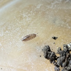 Holoverticata