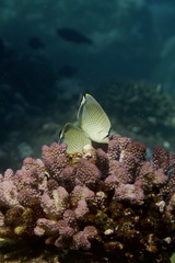 Chaetodon guttatissimus