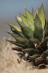 Agave shawii