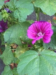 Malva sylvestris mauritiana