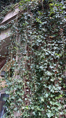Hedera helix