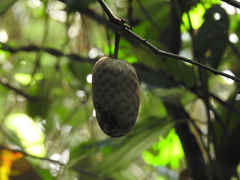 Annona