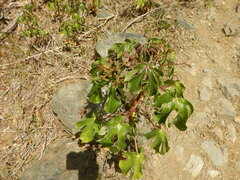 Jatropha gossypiifolia