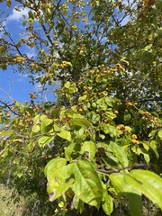 Malus coronaria