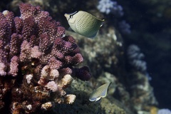 Chaetodon guttatissimus