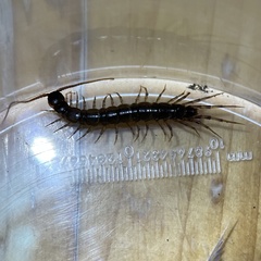 Lithobius forficatus