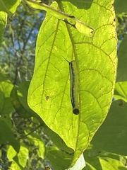 Ceratomia catalpae
