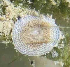 Marginopora