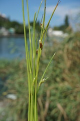 Cyperus pannonicus