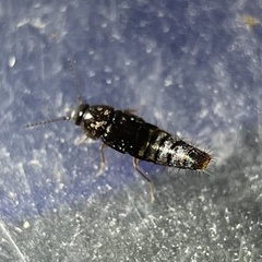 Habrocerus capillaricornis